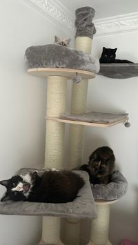 Blacky, Baghira, Kiara &amp; Yoda